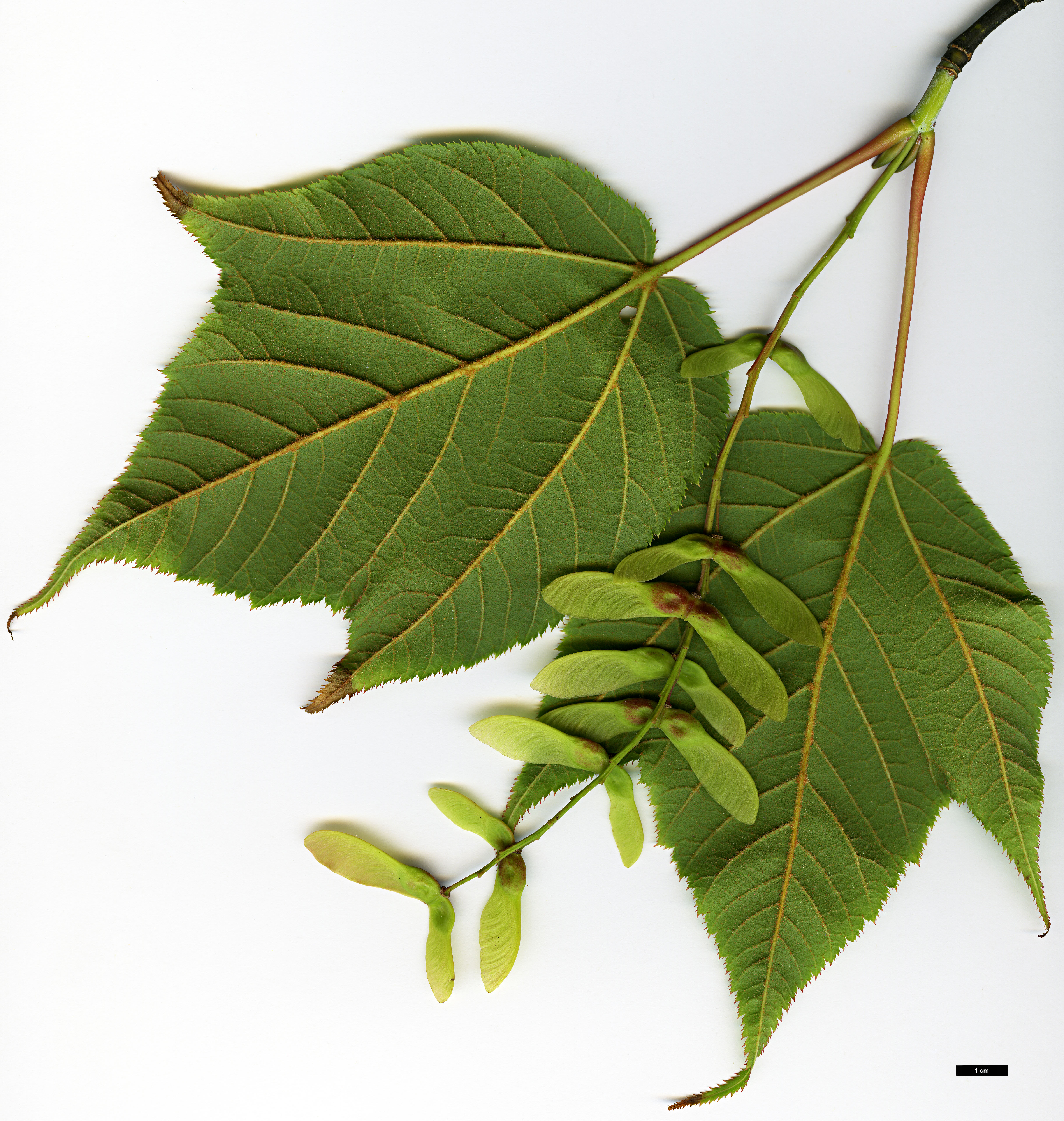 High resolution image: Family: Sapindaceae - Genus: Acer - Taxon: pectinatum - SpeciesSub: subsp. pectinatum